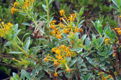 Lasiosiphon meisnerianus