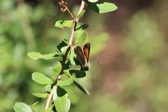 Paralucia pyrodiscus lucida