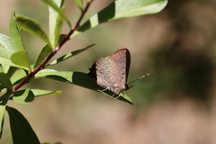 Paralucia pyrodiscus lucida