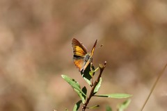 Paralucia pyrodiscus lucida