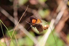 Paralucia pyrodiscus lucida