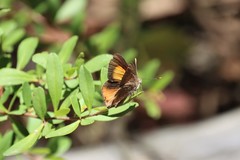 Paralucia pyrodiscus lucida