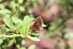 Paralucia pyrodiscus lucida