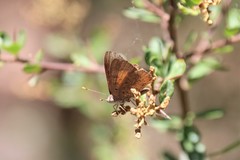 Paralucia pyrodiscus lucida