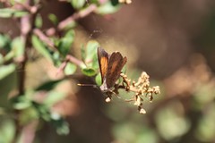 Paralucia pyrodiscus lucida