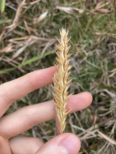 Image of Ischaemum triticeum by (c) Thomas Mesaglio, some rights reserved (CC BY)