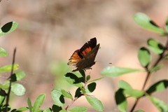 Paralucia pyrodiscus lucida
