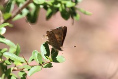 Paralucia pyrodiscus lucida