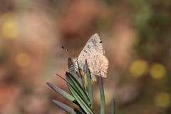 Paralucia pyrodiscus lucida