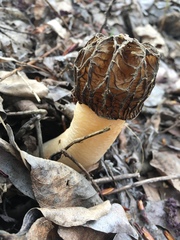 Morchellaceae