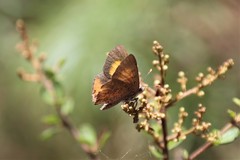 Paralucia pyrodiscus lucida