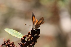 Paralucia pyrodiscus lucida
