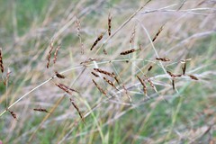 Sorghum leiocladum