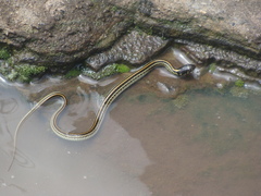 Thamnophis eques