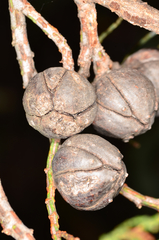 Callitris endlicheri