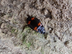 Lioptera erotyloides