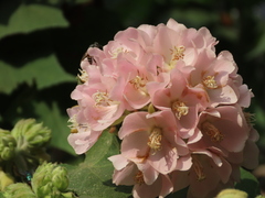 Apis florea