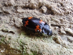 Lioptera erotyloides