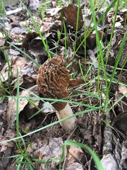 Morchellaceae