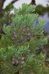 Callitris endlicheri