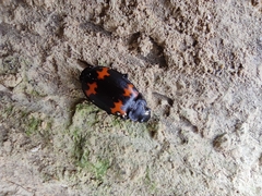 Lioptera erotyloides