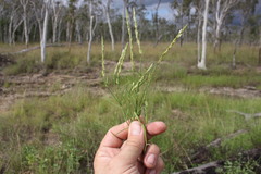 Rostellularia adscendens
