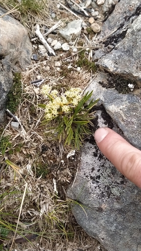Aciphylla monroi (Aciphylla monroi)