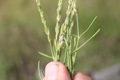 Rostellularia adscendens