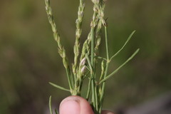 Rostellularia adscendens