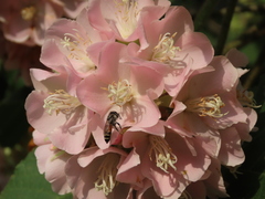 Apis florea