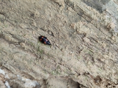 Lioptera erotyloides