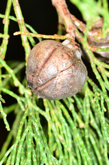 Callitris endlicheri