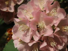 Apis florea