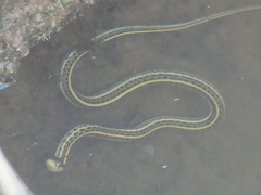 Thamnophis eques