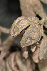 Callitris endlicheri