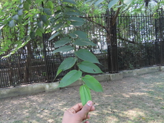 Magnoliopsida