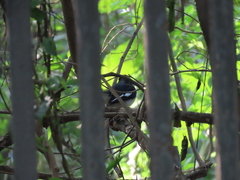 Copsychus saularis