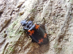 Lioptera erotyloides