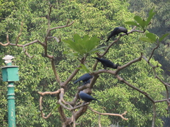Corvus splendens