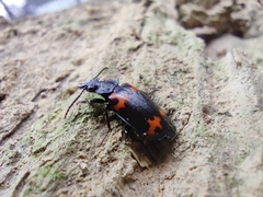 Lioptera erotyloides