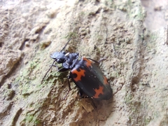 Lioptera erotyloides