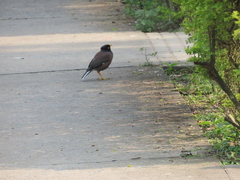 Acridotheres tristis