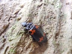 Lioptera erotyloides