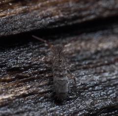 Orchesella villosa