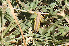 Bermius
