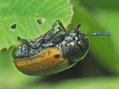 Labidostomis longimana