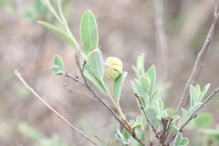 Phyllanthus fuernrohrii
