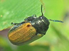 Labidostomis longimana