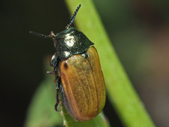 Labidostomis longimana