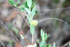 Phyllanthus fuernrohrii